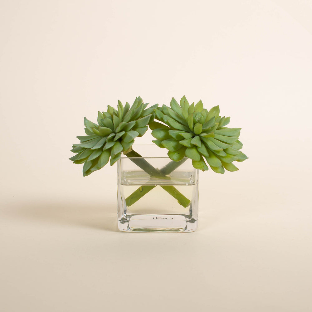 
                  
                    Succulent in Glass Vase
                  
                