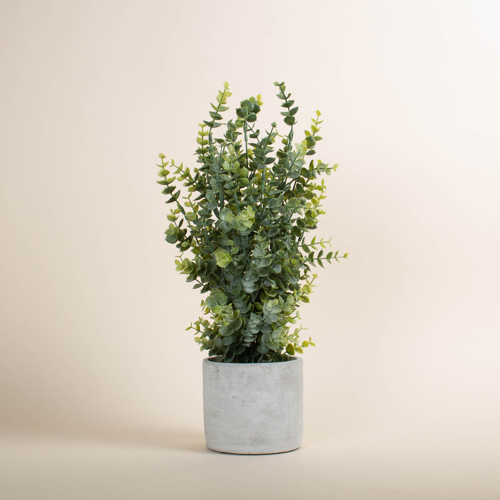 Boxwood in Cement Pot