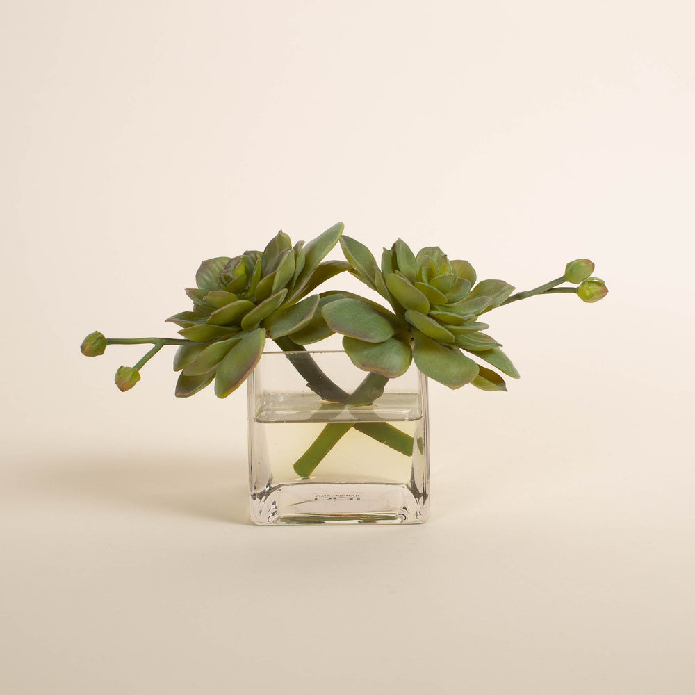 Succulent in glass vase