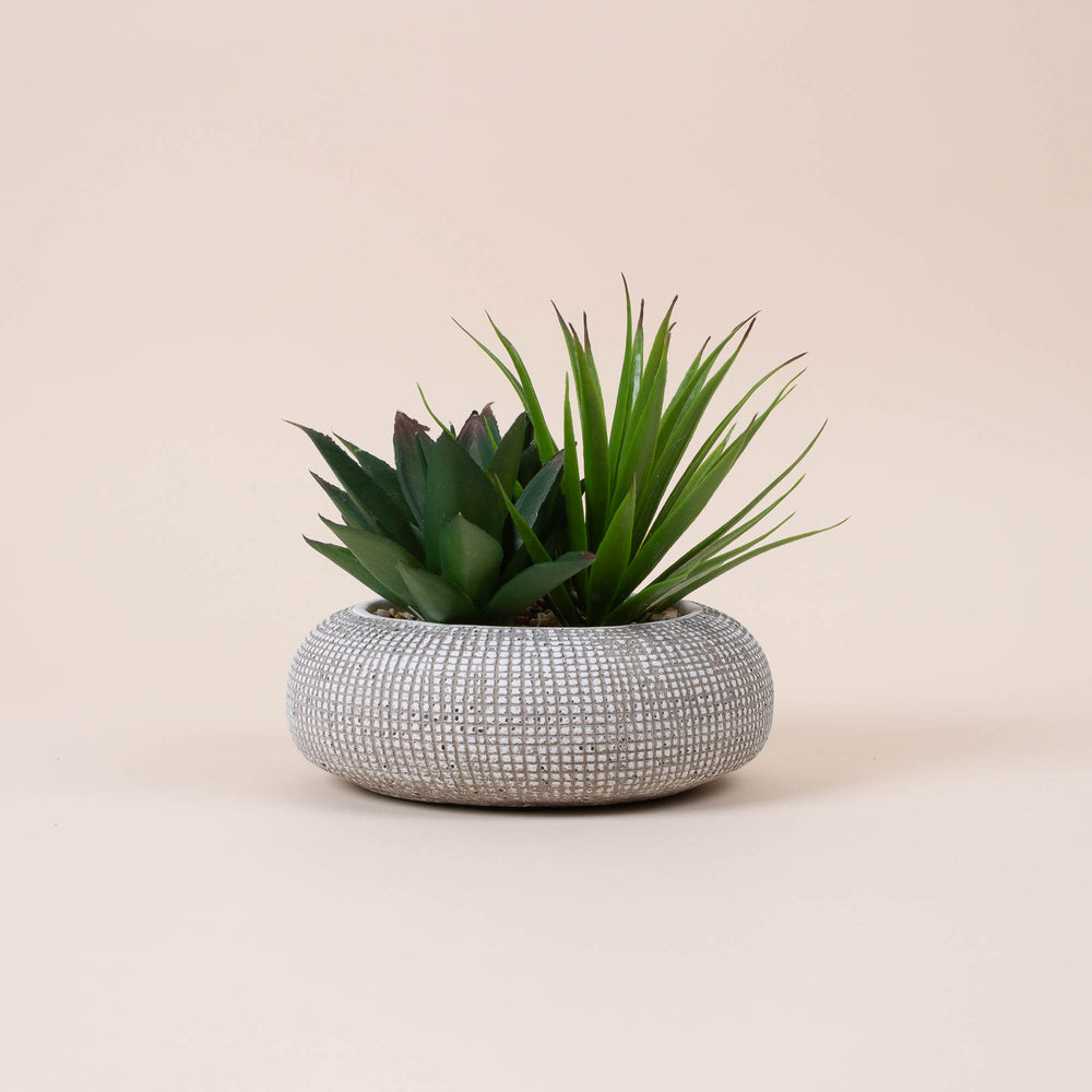 
                  
                    Large Succulent in Concrete Pot
                  
                