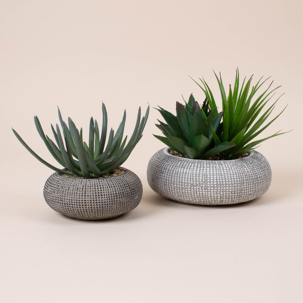 
                  
                    Large Succulent in Concrete Pot
                  
                