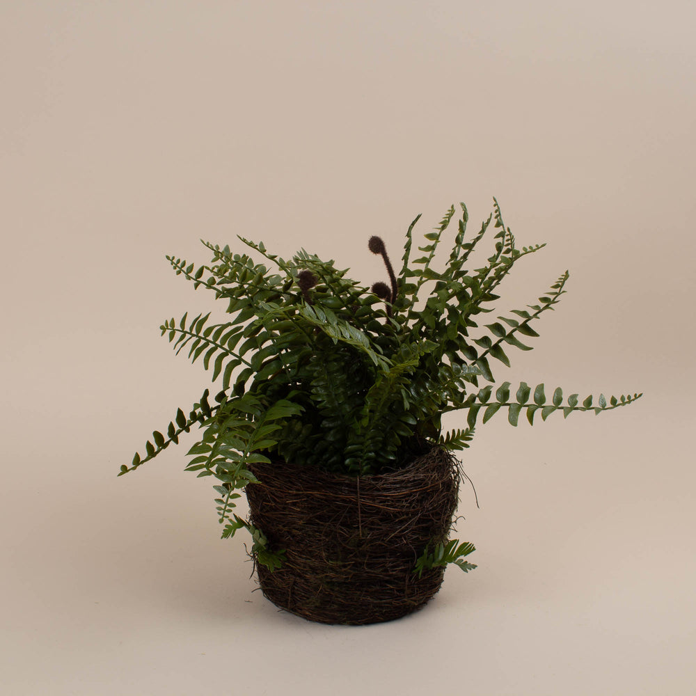 Boston fern Root ball Drop-In 12