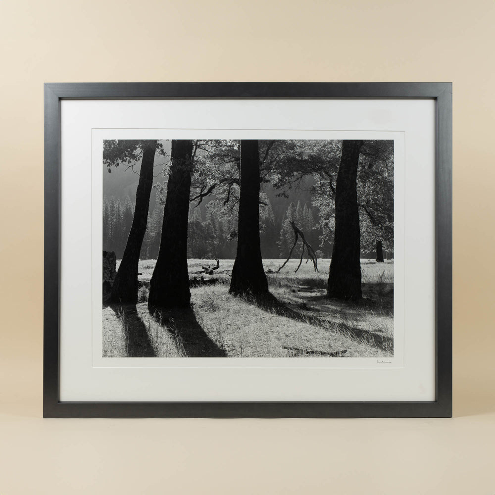 Balanced Branch by David Lubbers